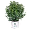 thumbnail image 1 of Gem Box® Inkberry Holly - Ilex glabra 'SMNIGAB17', 1 of 3