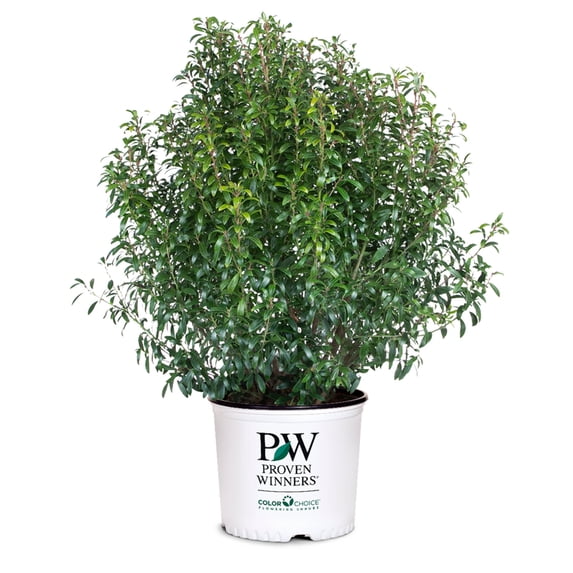 Gem Box® Inkberry Holly - Ilex glabra 'SMNIGAB17'