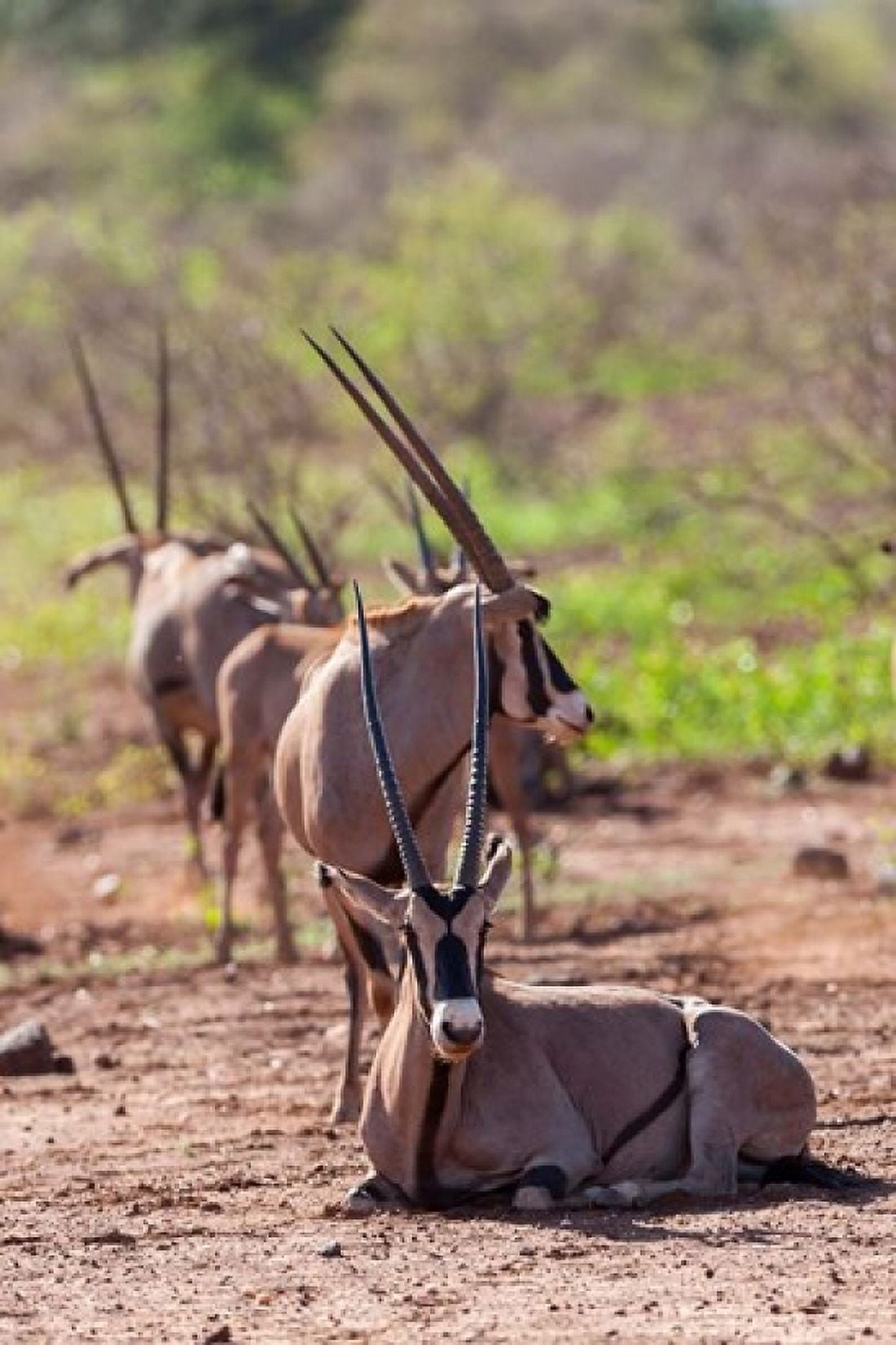 Gemsbok Herd in Tsavo West NP Kenya Africa Canvas Art - Martin Zwick DanitaDelimont (25 x 38)