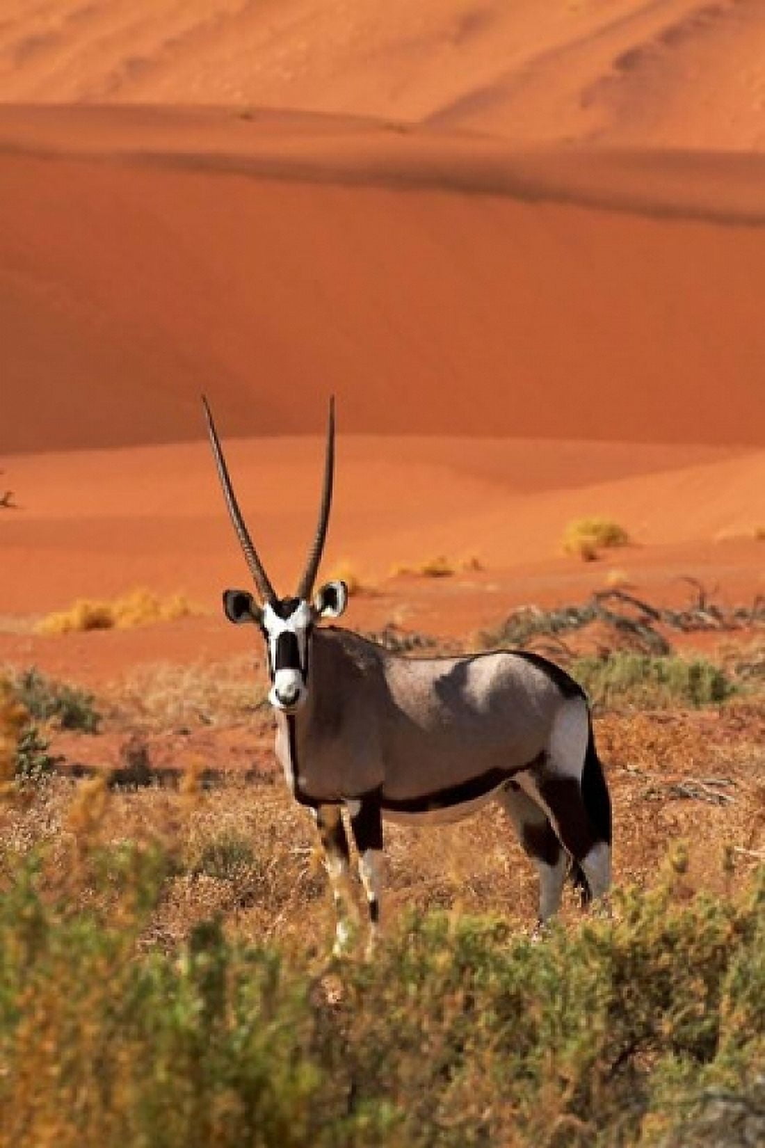 Gemsbok and sand dunes Namib-Naukluft National Park Namibia Canvas Art - David Wall DanitaDelimont (12 x 17)