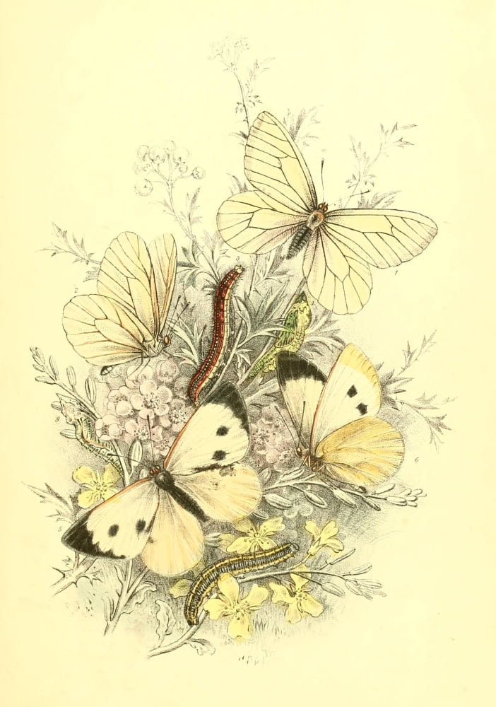 Genera & Species of B Butterflies 1860 Black-veined White Canvas Art - Henry N Humphreys (18 x 24)