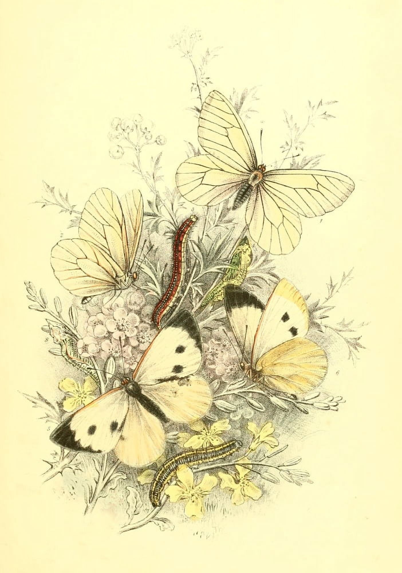 Genera & Species of B Butterflies 1860 Black-veined White Canvas Art - Henry N Humphreys (24 x 36)