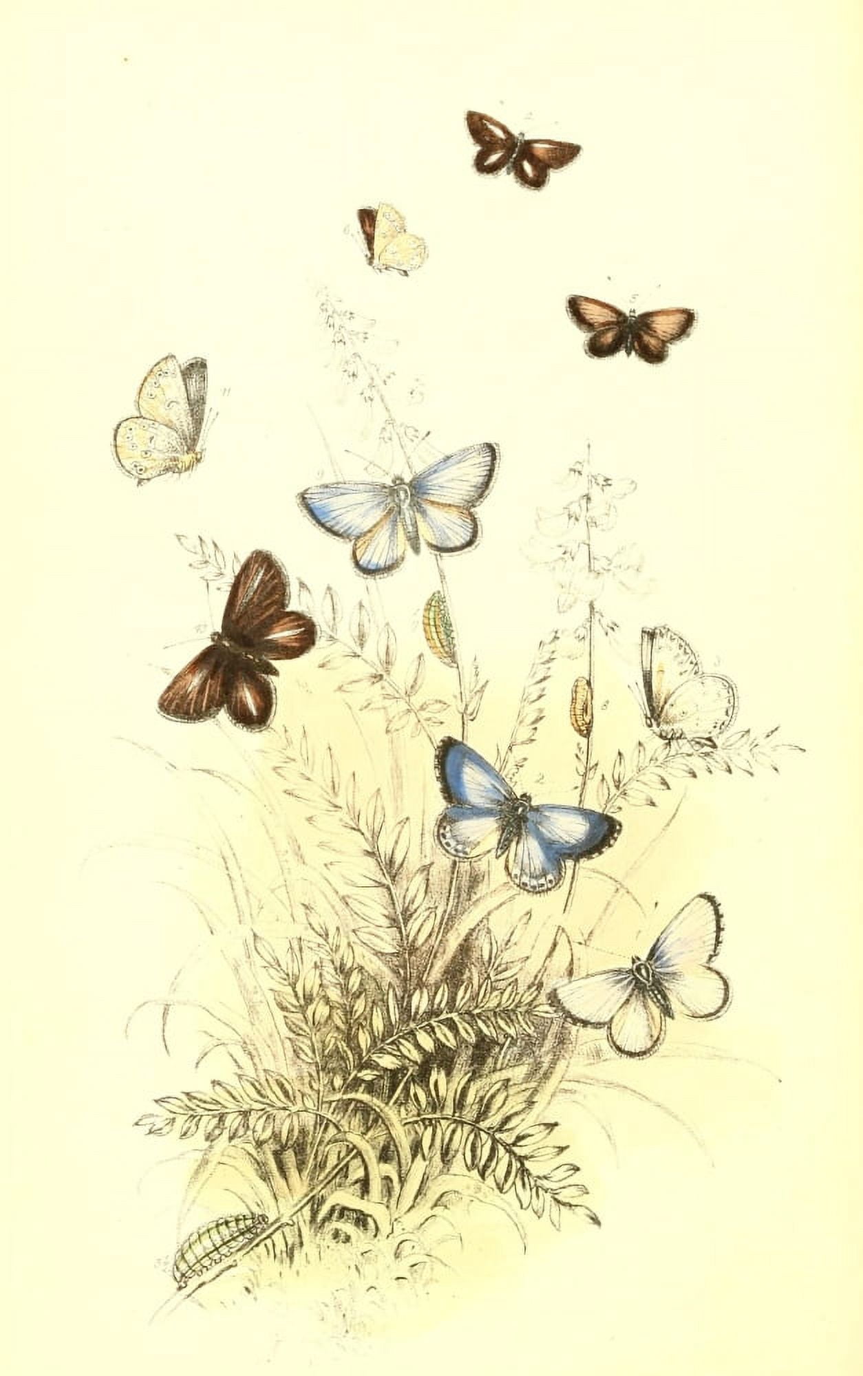 Genera & Species of B Butterflies 1860 Blues 1 Canvas Art - Henry N Humphreys (18 x 24)