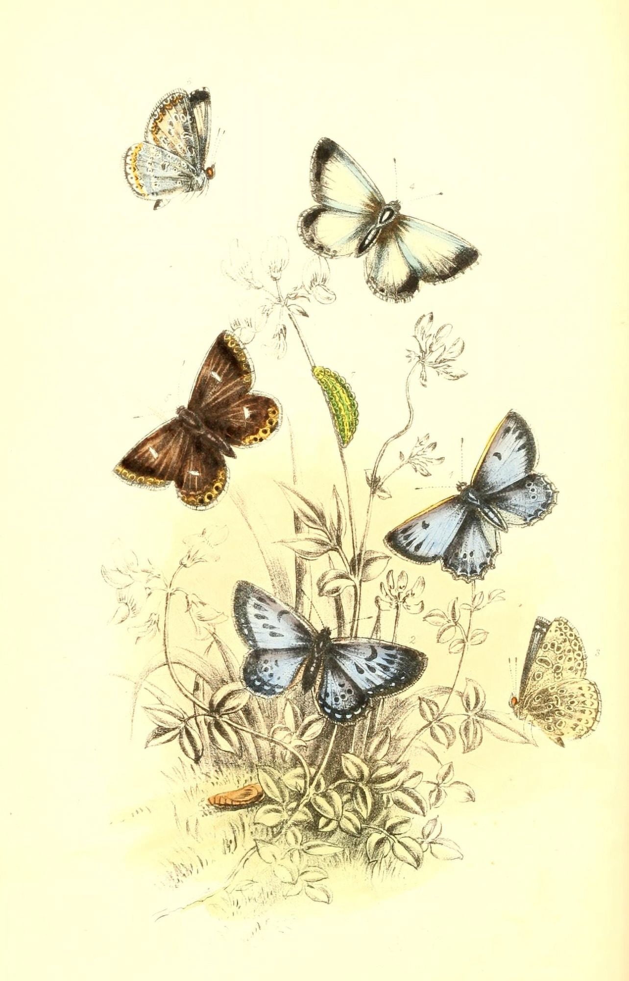 Genera & Species of B Butterflies 1860 Blues 2 Canvas Art - Henry N Humphreys (18 x 24)