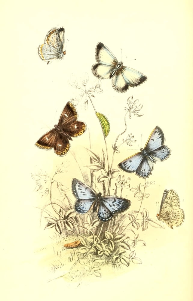 Genera & Species of B Butterflies 1860 Blues 2 Canvas Art - Henry N Humphreys (24 x 36)
