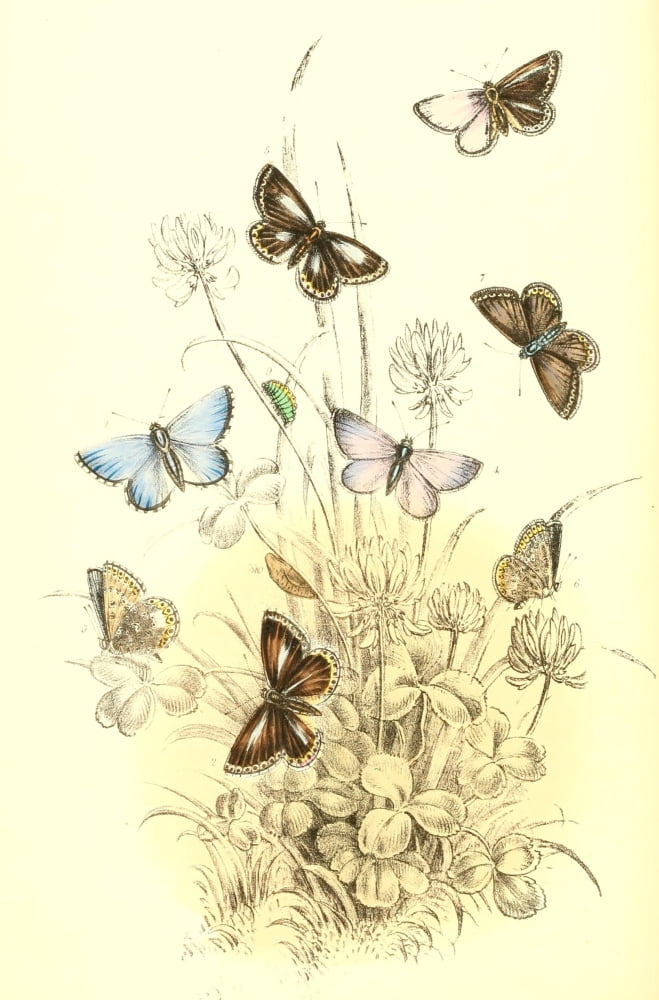Genera & Species of B Butterflies 1860 Blues 3 Canvas Art - Henry N Humphreys (24 x 36)