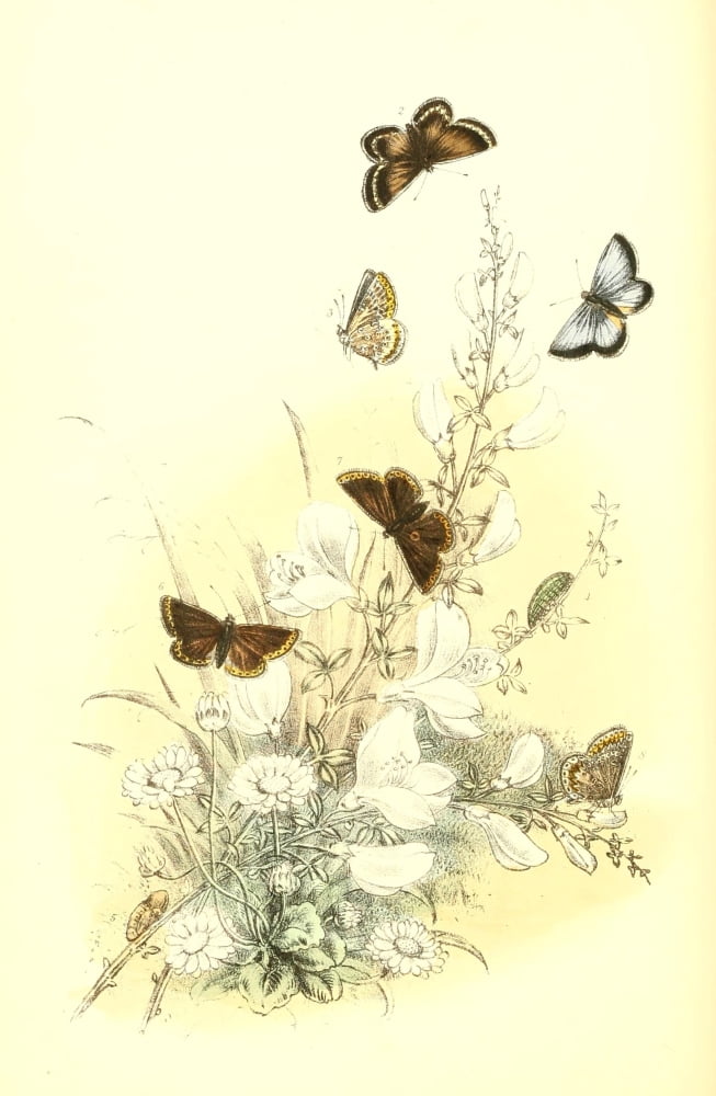 Genera & Species of B Butterflies 1860 Blues & Argus Canvas Art - Henry N Humphreys (18 x 24)