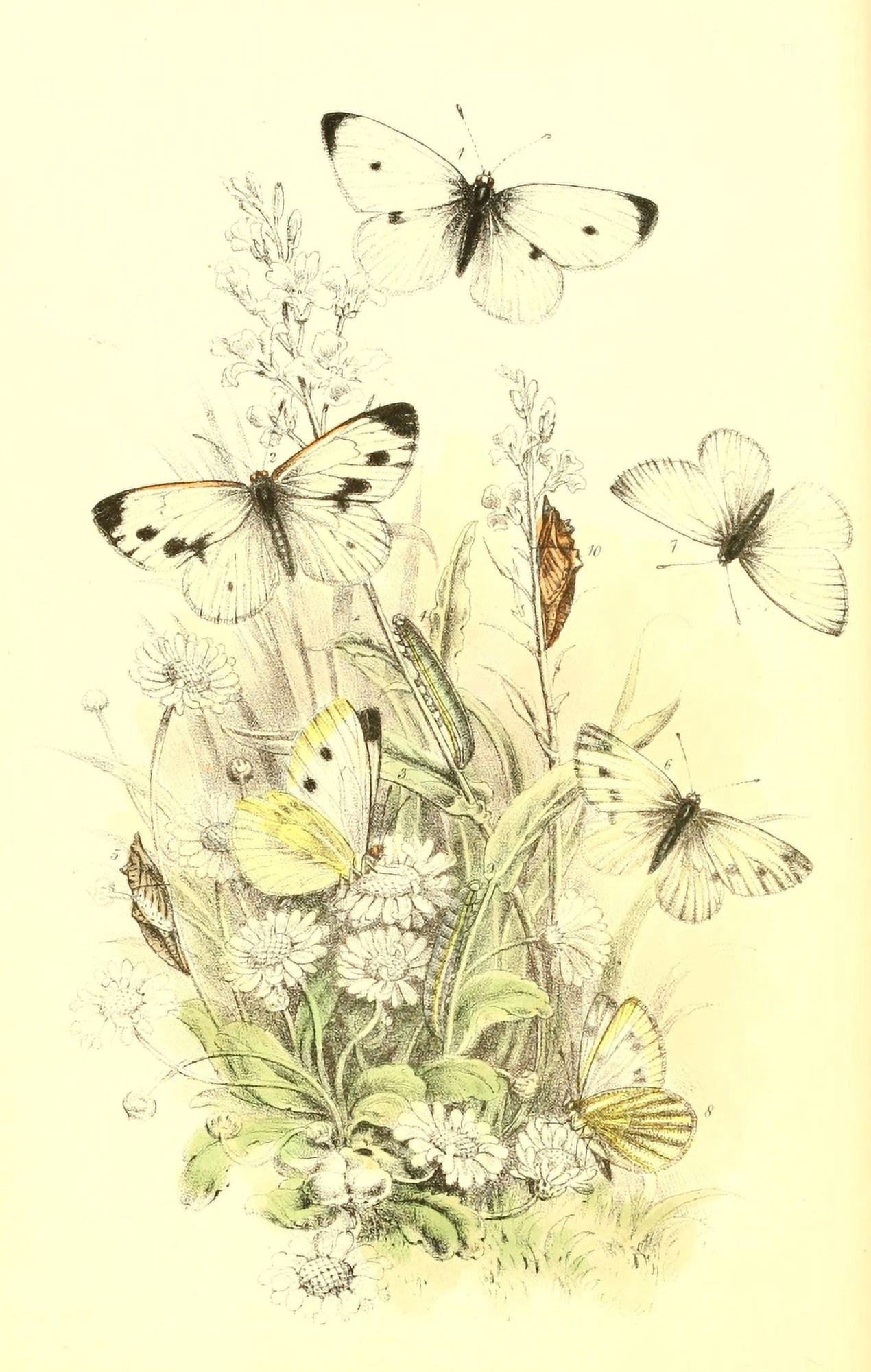 Genera & Species of B Butterflies 1860 Cabbage White et al Canvas Art - Henry N Humphreys (18 x 24)
