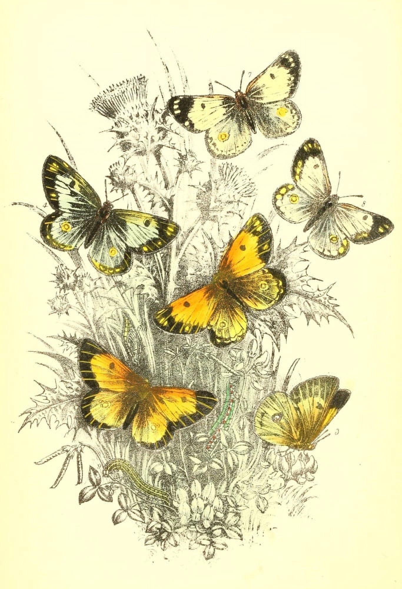 Genera & Species of B Butterflies 1860 Clouded Yellow et al Canvas Art - Henry N Humphreys (18 x 24)