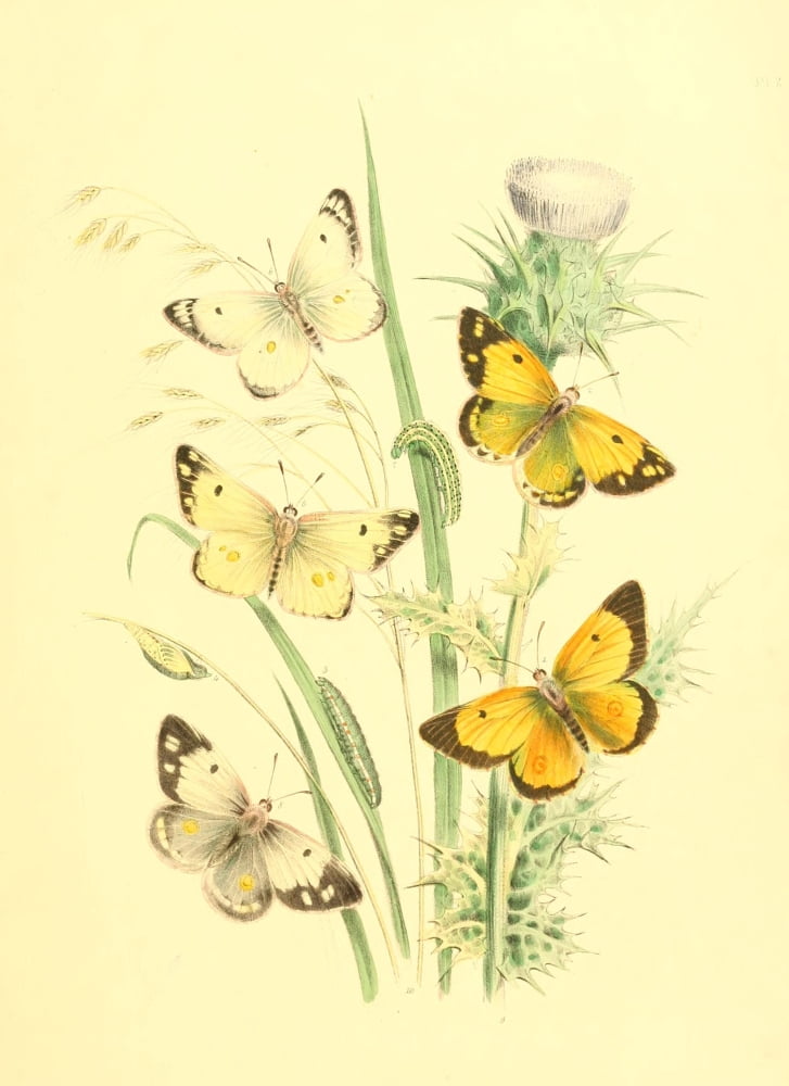 Genera & Species of B Butterflies 1860 Colias 1 Canvas Art - Henry N Humphreys (18 x 24)