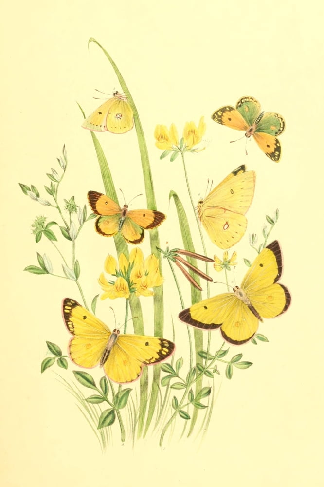 Genera & Species of B Butterflies 1860 Colias 2 Canvas Art - Henry N Humphreys (24 x 36)