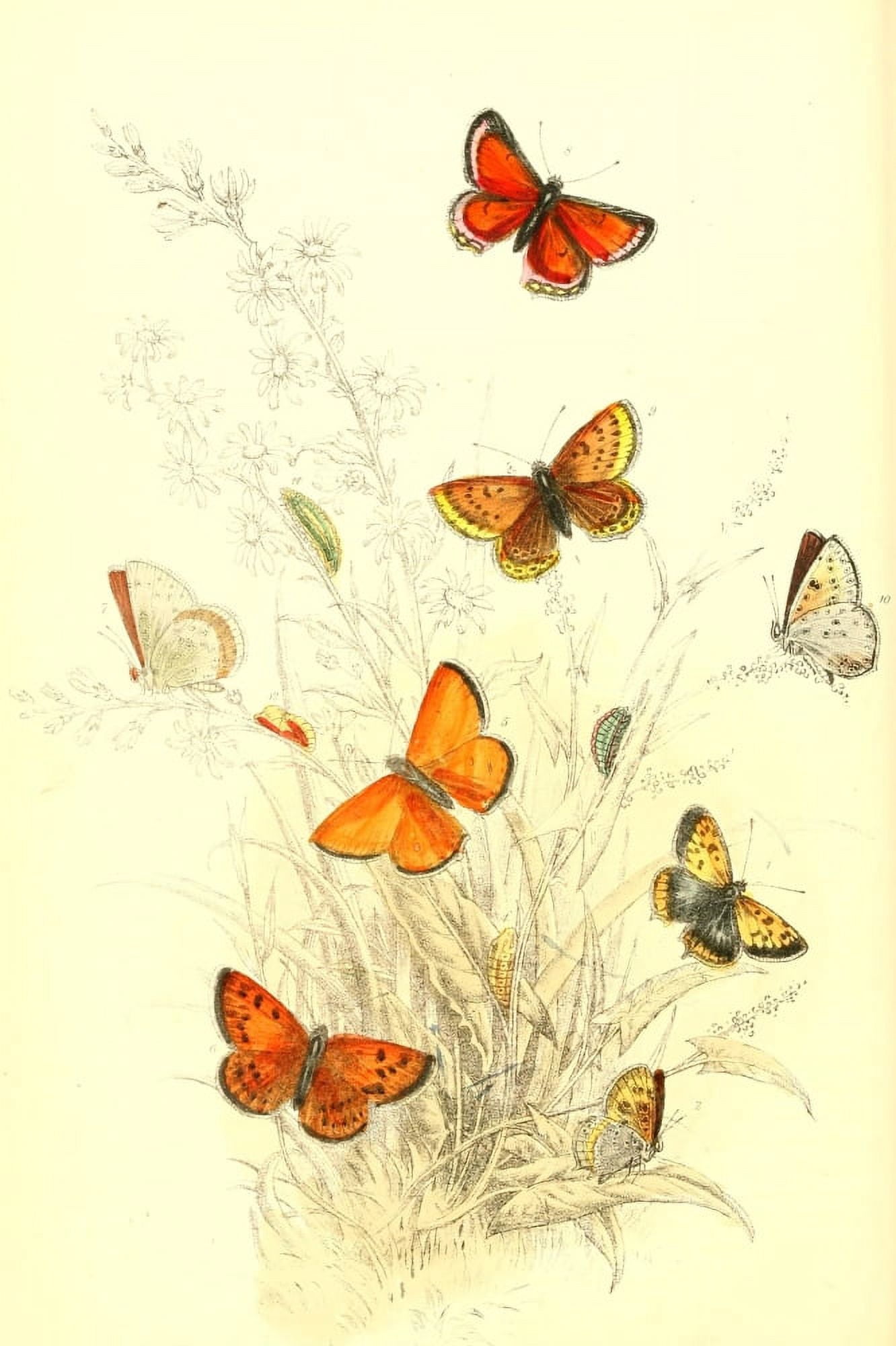 Genera & Species of B Butterflies 1860 Copper 1 Canvas Art - Henry N Humphreys (24 x 36)