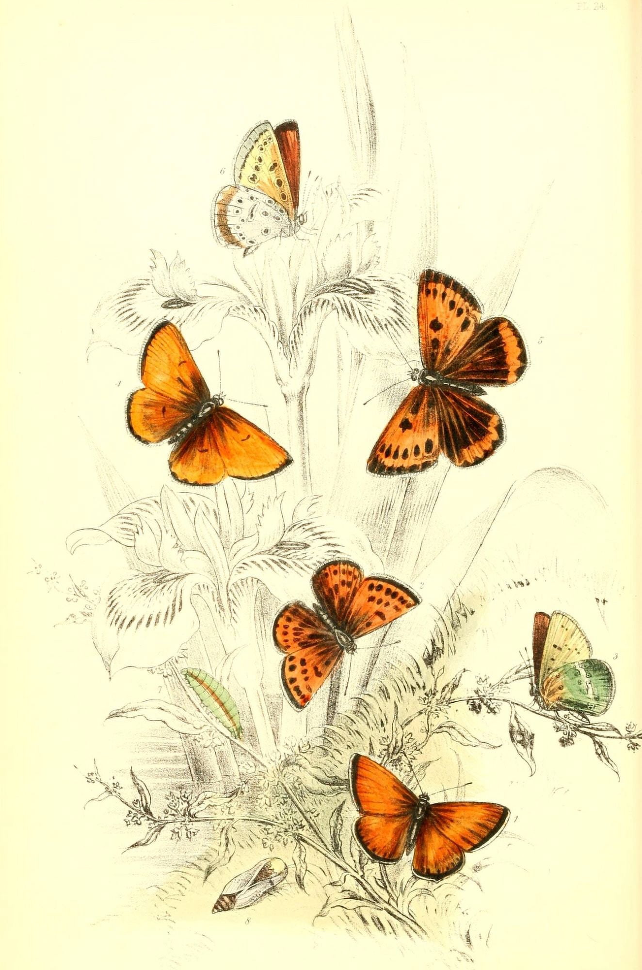 Genera & Species of B Butterflies 1860 Copper 2 Canvas Art - Henry N Humphreys (18 x 24)