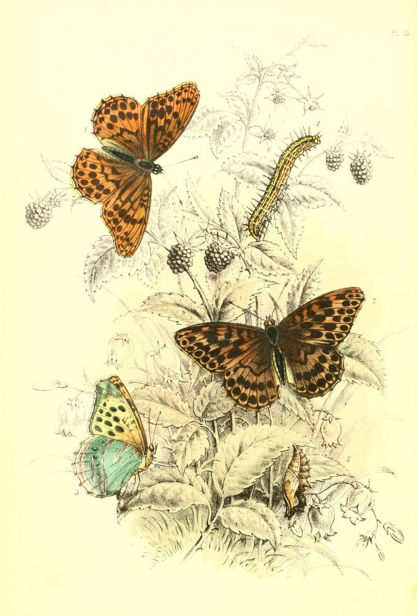 Genera & Species of B Butterflies 1860 Dark Gr Fritillary et al Canvas Art - Henry N Humphreys (24 x 36)