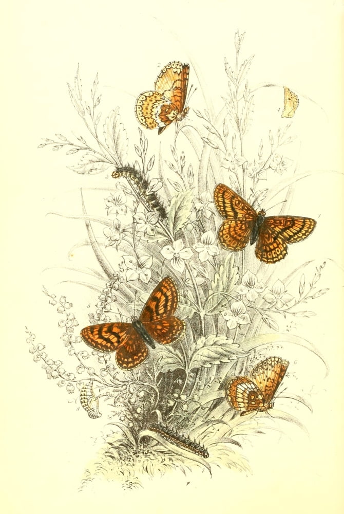 Genera & Species of B Butterflies 1860 Fritillaries 1 Canvas Art - Henry N Humphreys (18 x 24)