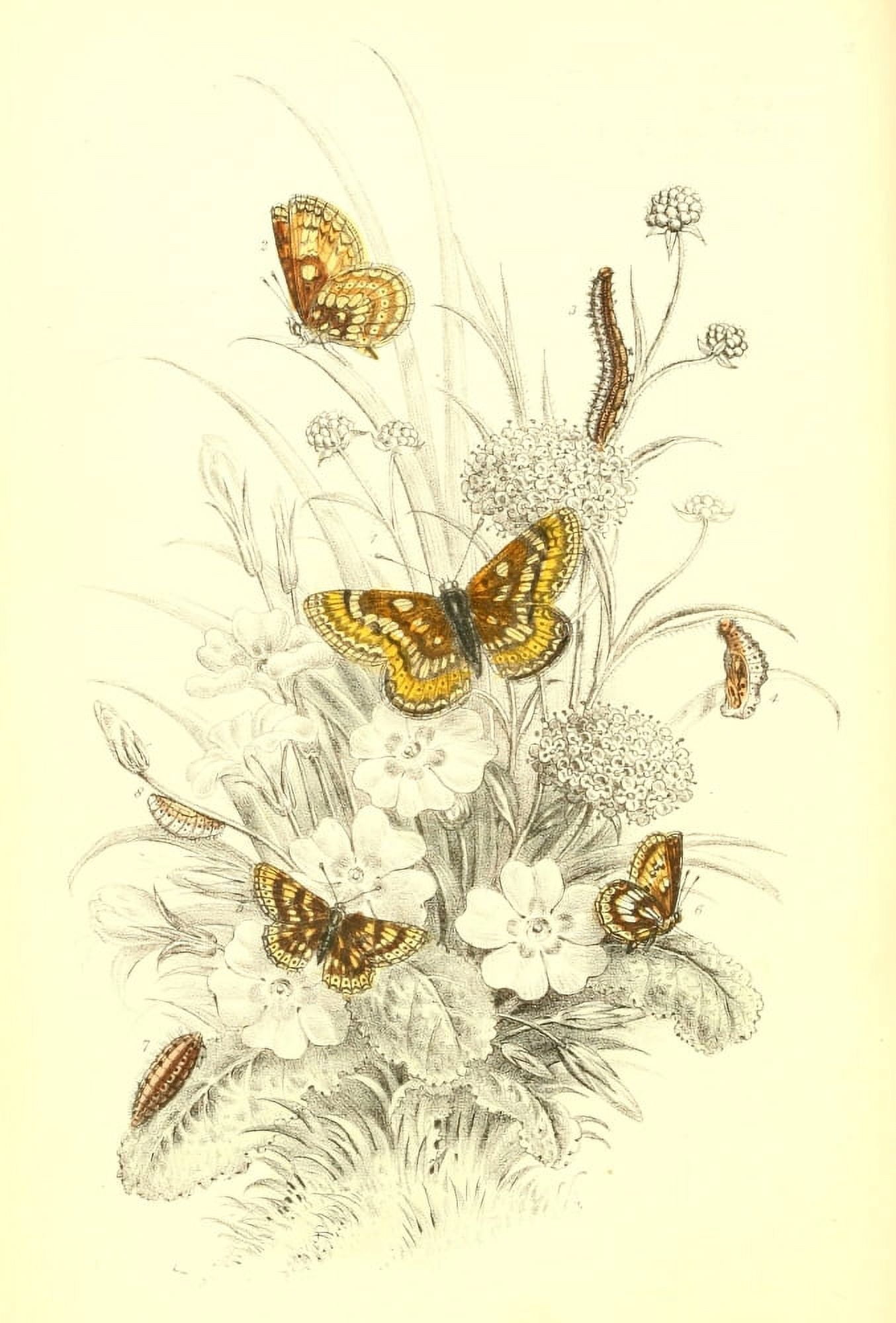 Genera & Species of B Butterflies 1860 Fritillaries 2 Canvas Art - Henry N Humphreys (18 x 24)