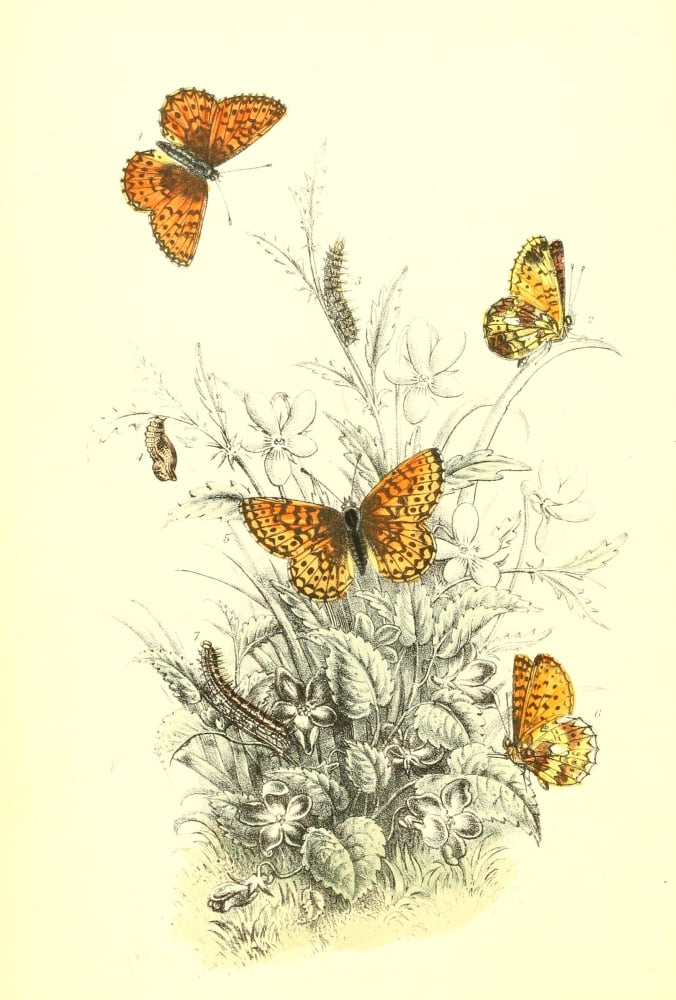 Genera & Species of B Butterflies 1860 Fritillary Canvas Art - Henry N Humphreys (24 x 36)