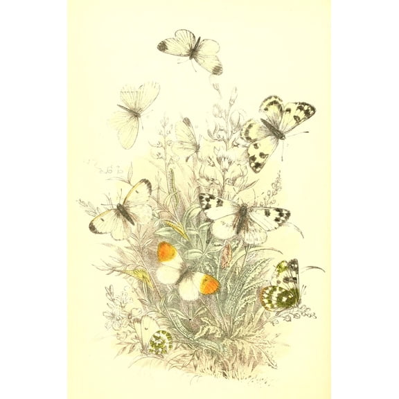 Genera & Species of B Butterflies 1860 Gr chqd White et al Canvas Art - Henry N Humphreys (18 x 24)