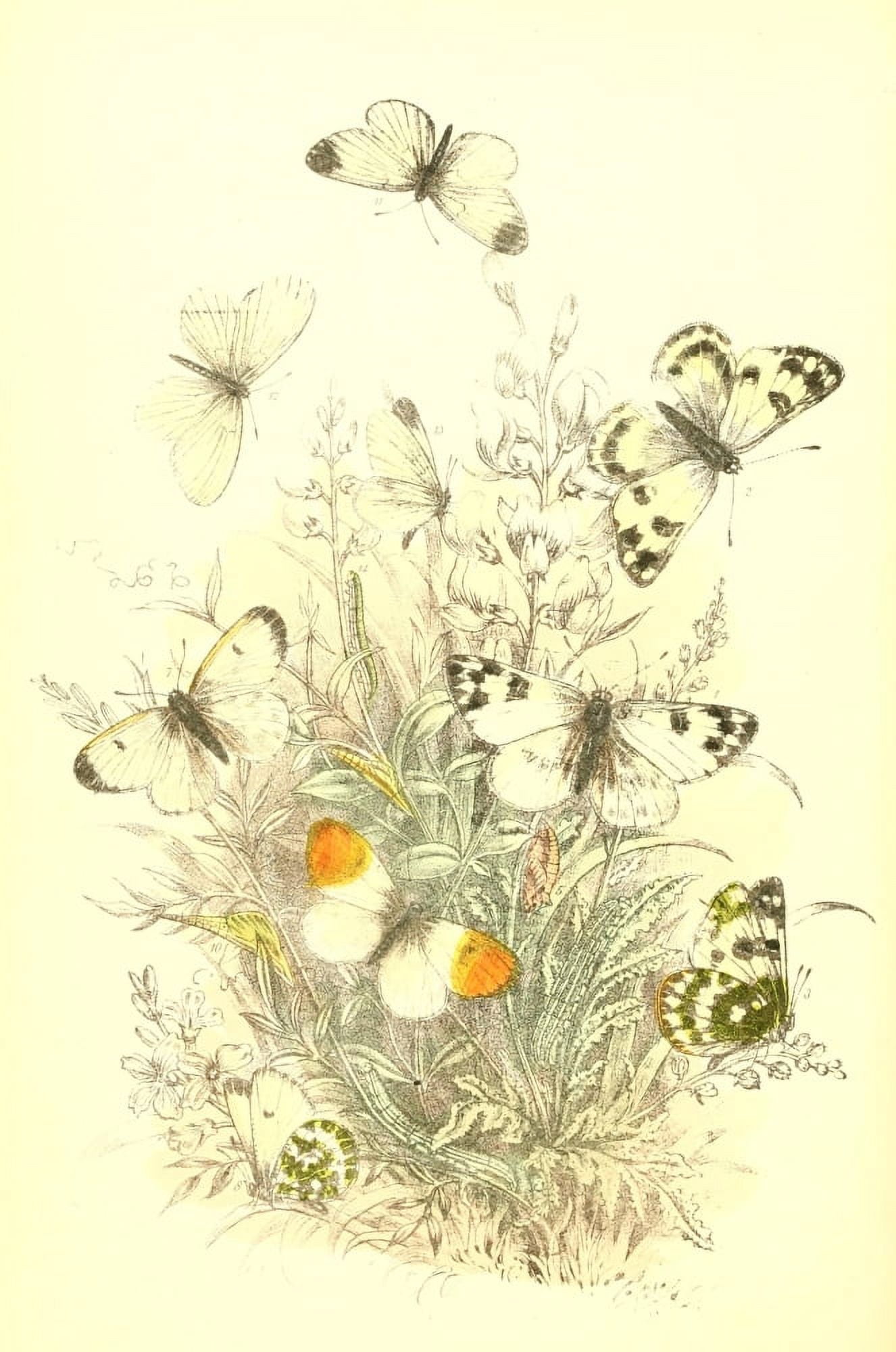 Genera & Species of B Butterflies 1860 Gr chqd White et al Canvas Art - Henry N Humphreys (24 x 36)