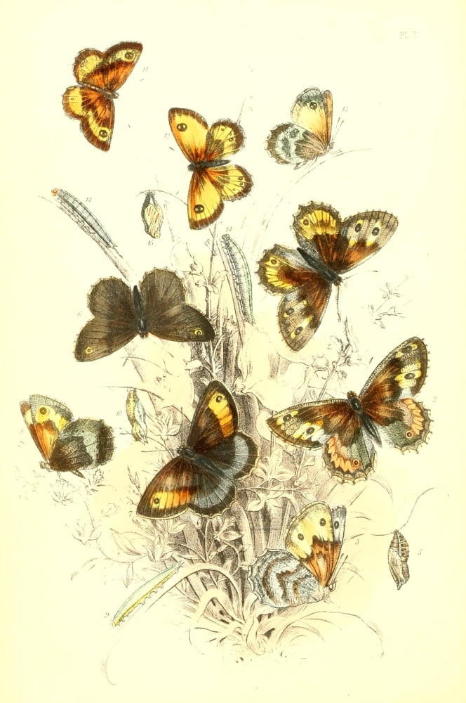 Genera & Species of B Butterflies 1860 Grayling et al Canvas Art - Henry N Humphreys (18 x 24)