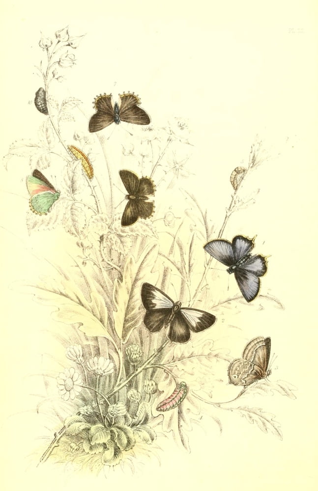 Genera & Species of B Butterflies 1860 Hairstreaks Canvas Art - Henry N Humphreys (24 x 36)
