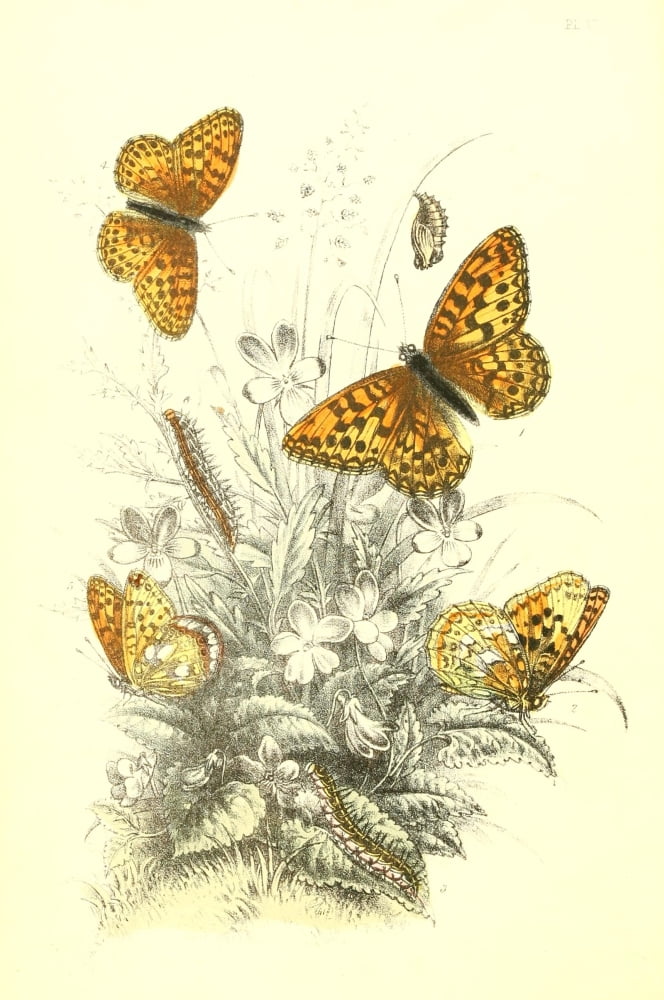 Genera & Species of B Butterflies 1860 High-brown Fritillary Canvas Art - Henry N Humphreys (18 x 24)
