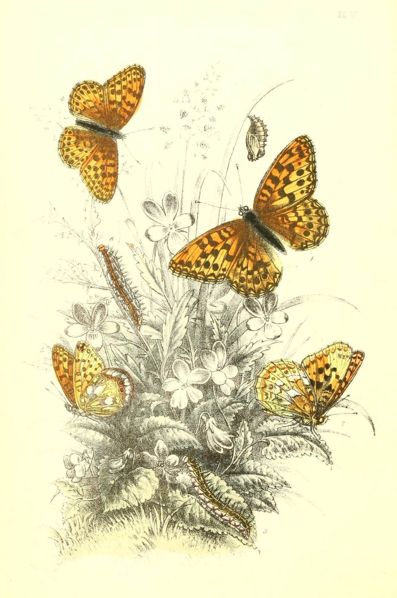 Genera & Species of B Butterflies 1860 High-brown Fritillary Canvas Art - Henry N Humphreys (24 x 36)