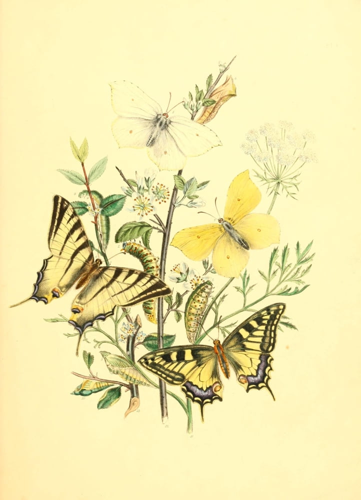 Genera & Species of B Butterflies 1860 Linnaeus Canvas Art - Henry N Humphreys (24 x 36)