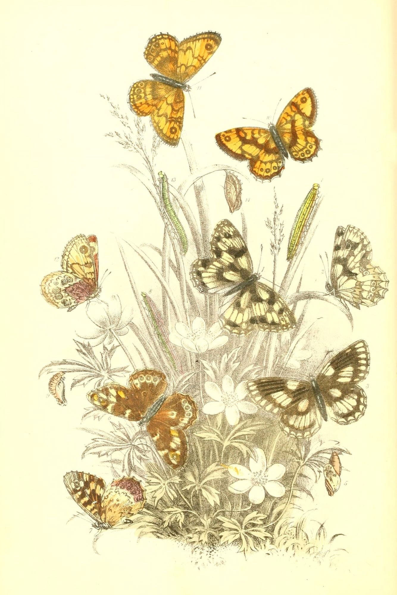 Genera & Species of B Butterflies 1860 Marbled White et al Canvas Art - Henry N Humphreys (18 x 24)