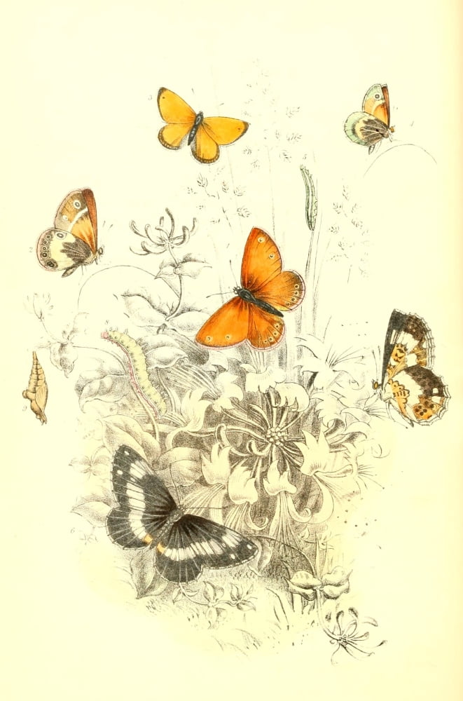 Genera & Species of B Butterflies 1860 Marsh Ringlet et al Canvas Art - Henry N Humphreys (18 x 24)