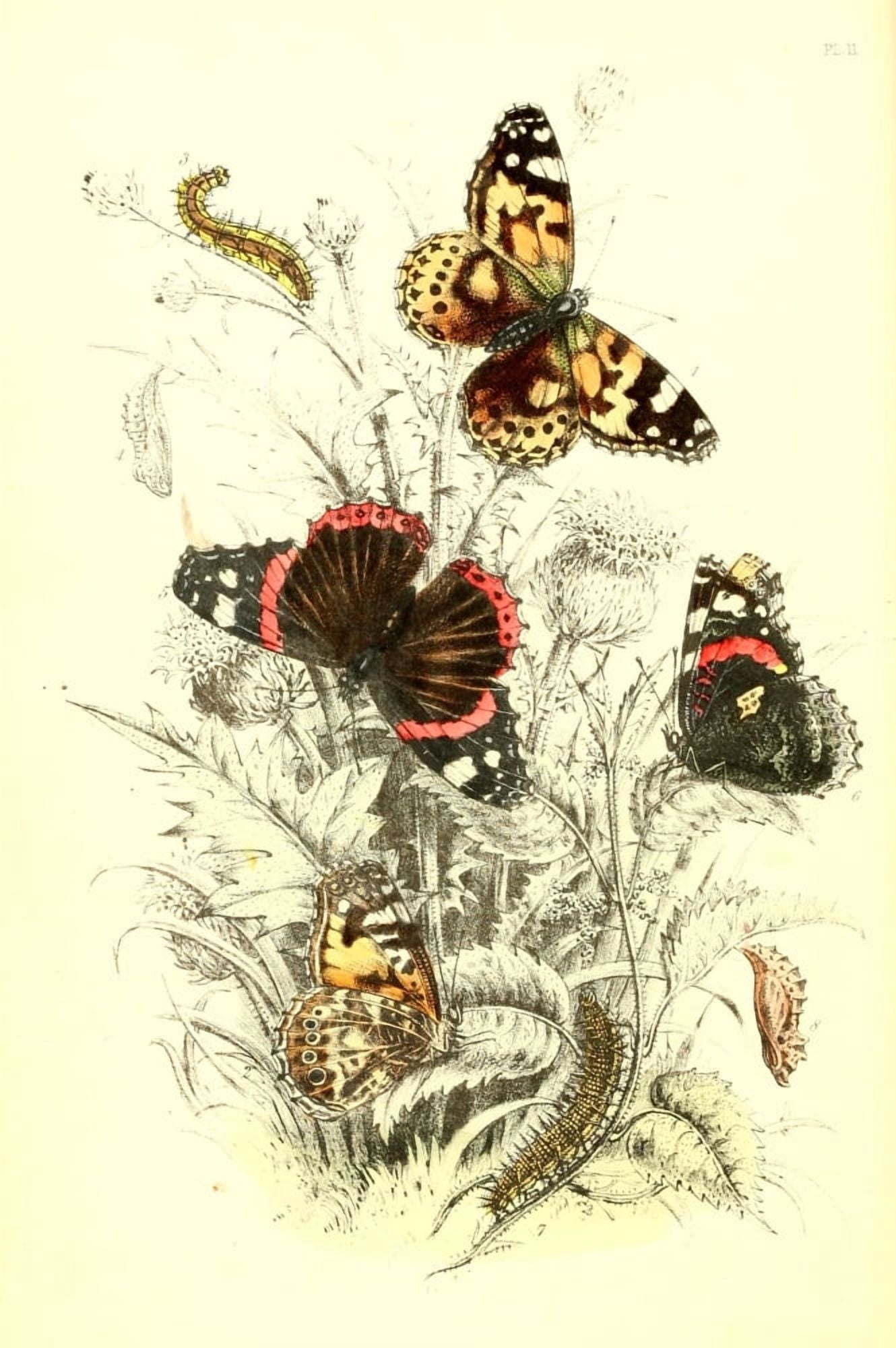 Genera & Species of B Butterflies 1860 Painted lady et al Canvas Art - Henry N Humphreys (24 x 36)