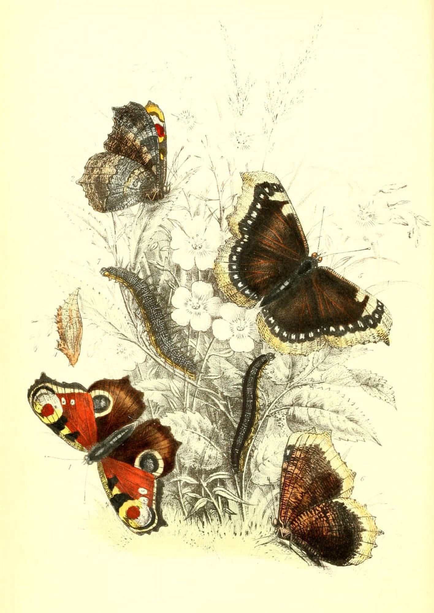 Genera & Species of B Butterflies 1860 Peacock et al Canvas Art - Henry N Humphreys (18 x 24)