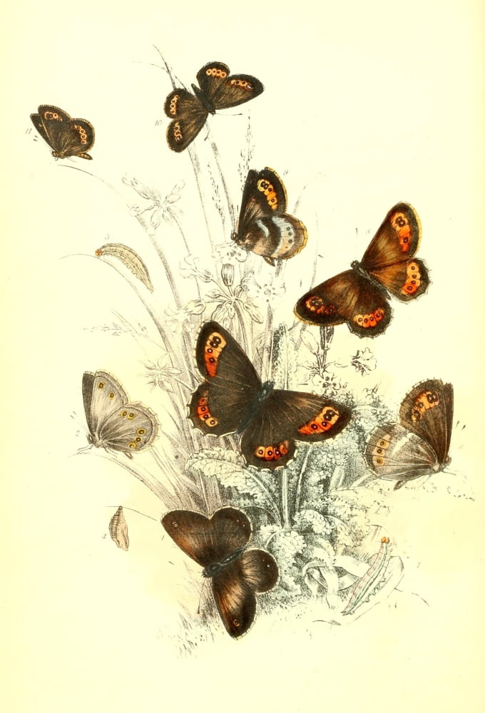 Genera & Species of B Butterflies 1860 Ringlet et al Canvas Art - Henry N Humphreys (24 x 36)