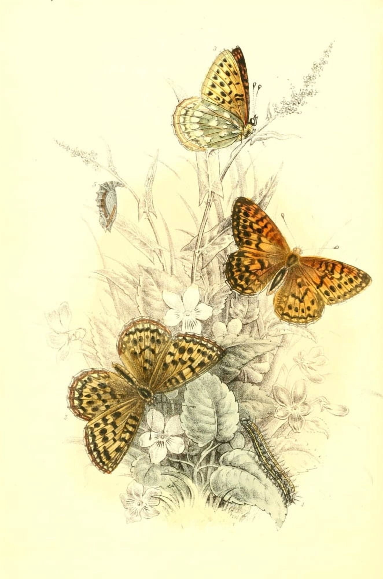 Genera & Species of B Butterflies 1860 Small Tortoiseshell Canvas Art - Henry N Humphreys (24 x 36)