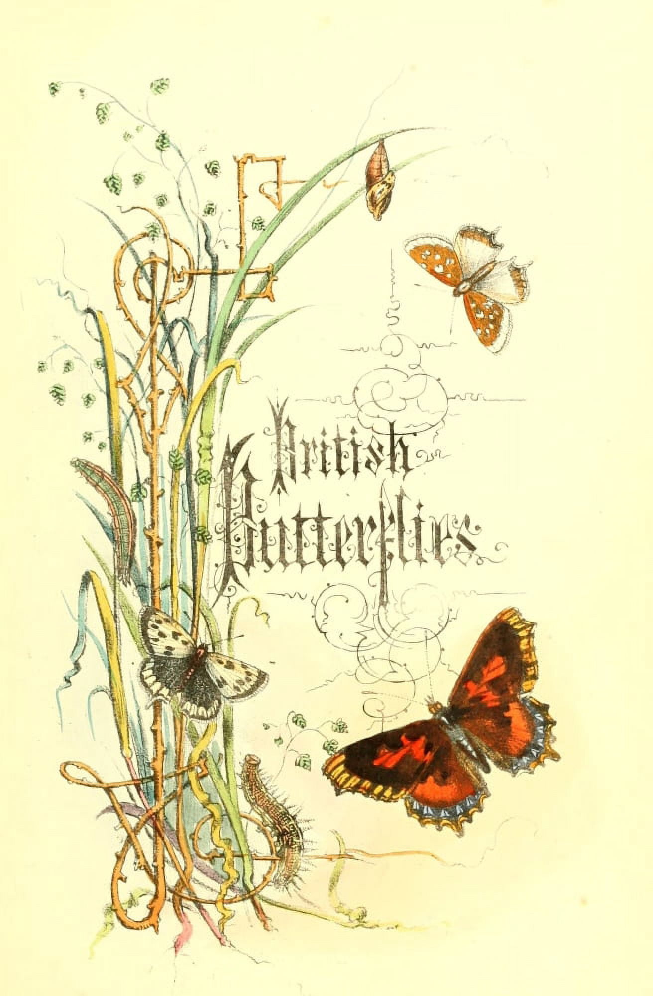 Genera & Species of B Butterflies 1860 Title Page Canvas Art - Henry N Humphreys (18 x 24)