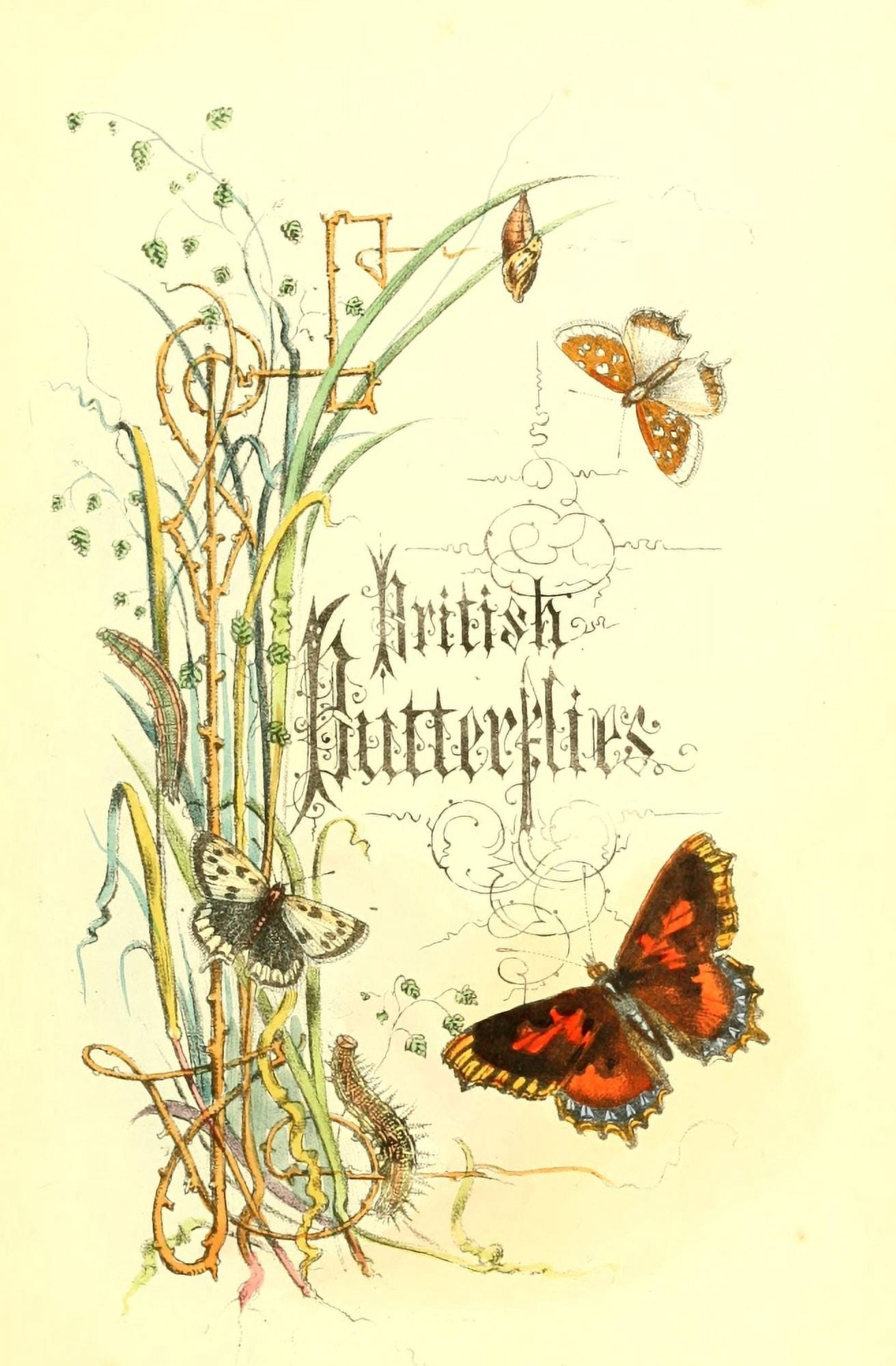 Genera & Species of B Butterflies 1860 Title Page Canvas Art - Henry N Humphreys (24 x 36)