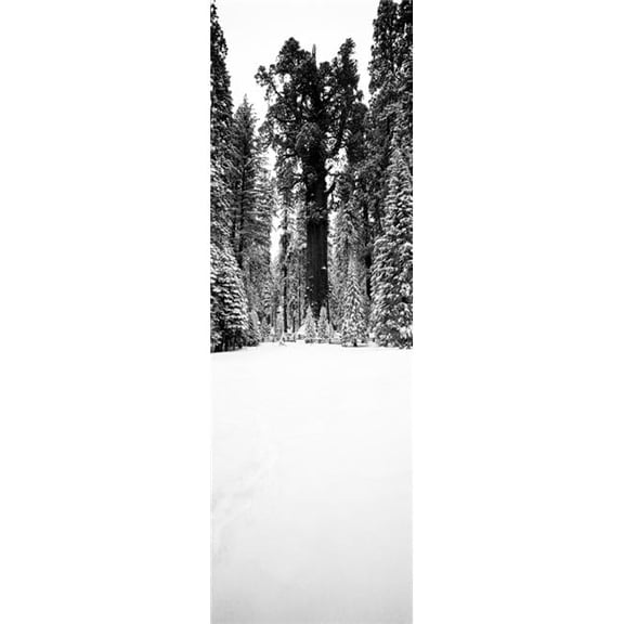General Sherman Trees in A Snow Covered Landscape Sequoia National Park California USA Poster Print - 12 x 36 - Large