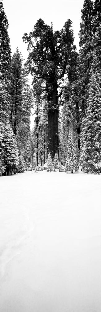 General Sherman trees in a snow covered landscape Sequoia National Park California USA Canvas Art - Panoramic Images (12 x 36)