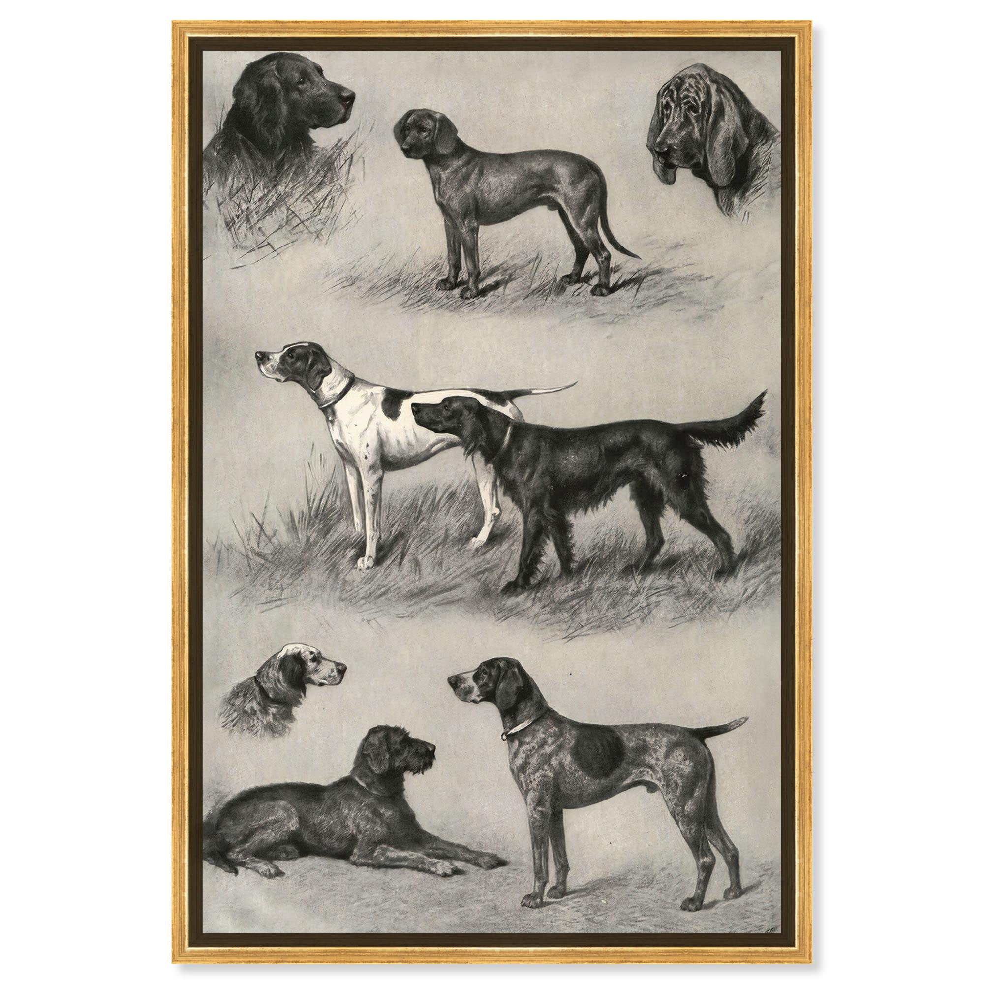 Generations of Dogs II Black and White Canvas Print with Gold Frame