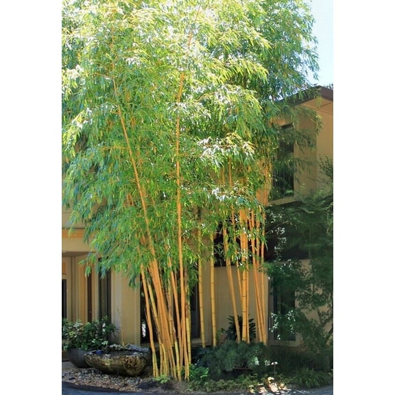 50 Asian Lemon Bamboo Seeds Privacy Plant Garden Shade Exotic Screen 404 US SELLER