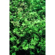 50 Fernleaf Bamboo Seeds   Privacy Plant for Shade Gardens & Exotic Screens   Fast-Growing Ornamental Bamboo for Beds & Large Pots