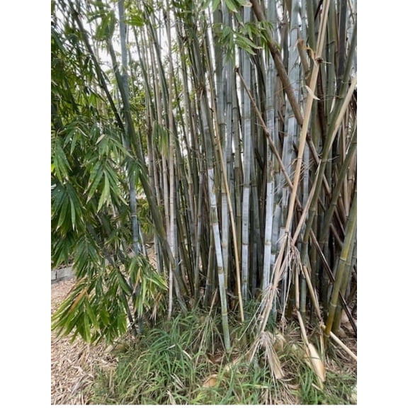 25 Tropical Blue Bamboo Seeds – Fast-Growing Bamboo Grass Seeds for Privacy Screens & Tropical Landscaping – Outdoor Garden & Large Pots