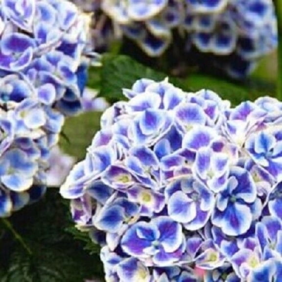 5 Mars Hydrangea Seeds  Hardy Perennial Garden Shrub  Summer to Fall Blooming Flower Plant