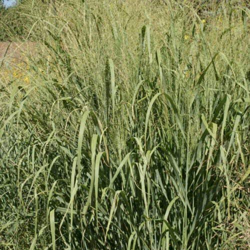Generic 500 CaveinRock Switchgrass Forage Native Grass