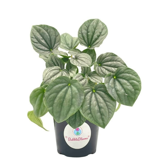 Generic Emerald Ripple Peperomia, Emerald Ripple Pepper, Platinum, Ivy ...