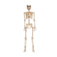 thumbnail image 1 of Generic SEZ28269 Werewolf Pose N Stay Halloween Decoration, 1 of 2