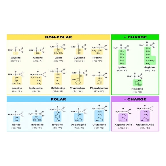 Genetic Code Amino Acids Biochemistry Poster Quick Study Reference Chart for Medical Students Nursing MCAT Exam Prep Science Lover Wall Art