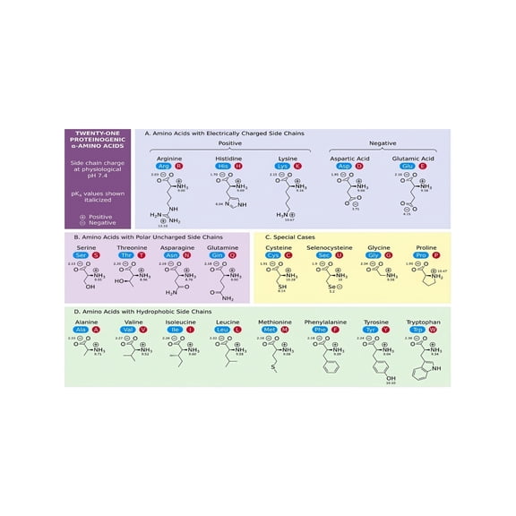 Genetic Code Poster Amino Acids Chart DNA Codon Table Canvas Wall Art Study Aid for Med School Biology Lab Decor