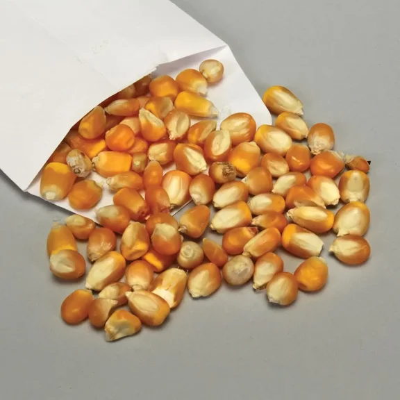 Genetic Corn Seed, Tall:Dwarf 3:1, Pack 100
