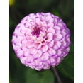 thumbnail image 1 of Genova Ball Flowering Dahlia - 2 Root Clumps - Lavender, 1 of 4